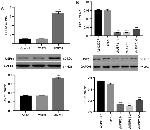 USP51 Antibody in Western Blot (WB)