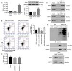 USP51 Antibody in Western Blot (WB)