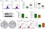 CD31 Antibody in Flow Cytometry (Flow)