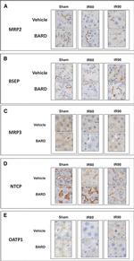 NTCP Antibody in Immunohistochemistry (IHC)