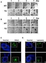 Lysozyme Antibody in Immunocytochemistry (ICC/IF)