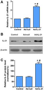 Actin Antibody in Western Blot (WB)