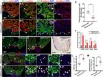 ZO-1 Antibody in Immunohistochemistry (IHC)