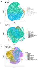 GLUT1 Antibody in Flow Cytometry (Flow)