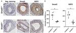 Neuropilin 2 Antibody in Immunohistochemistry (IHC)