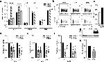 IFI44 Antibody in Western Blot (WB)