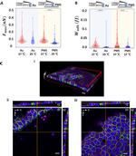 ZO-1 Antibody in Immunocytochemistry (ICC/IF)