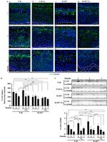 Claudin 10 Antibody in Western Blot, Immunohistochemistry (WB, IHC)