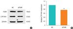 beta Actin Antibody in Western Blot (WB)