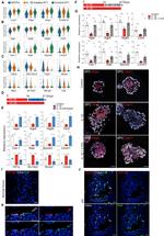 Claudin 4 Antibody in Immunohistochemistry (IHC)