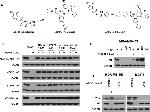 VHL Antibody in Western Blot (WB)