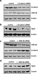 GSK3B Antibody