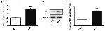 TC2N Antibody in Western Blot (WB)