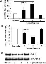 GAPDH Antibody in Western Blot (WB)