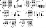 beta Catenin Antibody in Western Blot (WB)