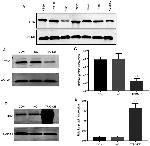 MARVELD2 Antibody in Western Blot (WB)