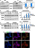 Prolactin Receptor Antibody in Western Blot, Immunocytochemistry (WB, ICC/IF)