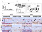 MCK10 Antibody in Immunohistochemistry (IHC)