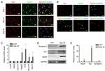 VGLUT1 Antibody in Immunocytochemistry (ICC/IF)