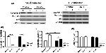 Caveolin 1 Antibody in Western Blot (WB)