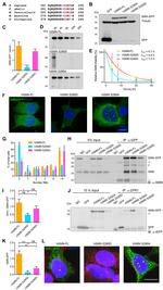 ZPR1 Antibody in Western Blot, Immunocytochemistry, Immunoprecipitation (WB, ICC/IF, IP)