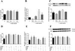 Aromatase Antibody in Western Blot (WB)