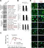 alpha Catenin Antibody in Immunocytochemistry (ICC/IF)