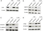 MMP9 Antibody in Western Blot (WB)