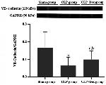 VE-cadherin Antibody in Western Blot (WB)