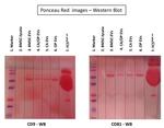 CD9 Antibody in Western Blot (WB)