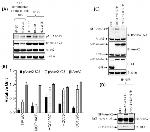 Phospho-Annexin A2 (Ser26) Antibody in Western Blot (WB)