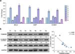 FAM83B Antibody in Western Blot (WB)