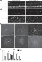 Connexin 36 Antibody in Immunohistochemistry (IHC)