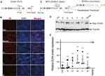 Myc Tag Antibody in Western Blot (WB)