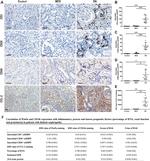 WNT5A Antibody in Immunohistochemistry (IHC)