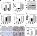 WNT5A Antibody in Immunohistochemistry (IHC)