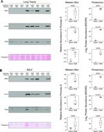 FDPS Antibody in Western Blot (WB)