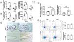 T-bet Antibody in Immunohistochemistry (IHC)