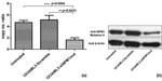 NPM1 (mutant) Antibody in Western Blot (WB)