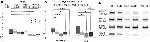 HIF1A Antibody in Western Blot (WB)