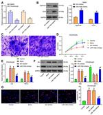 Bcl-2 Antibody in Western Blot (WB)