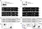 CD8a Antibody in Flow Cytometry (Flow)