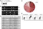 CD8a Antibody in Flow Cytometry (Flow)