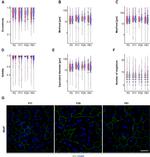 ZO-1 Antibody in Immunohistochemistry (IHC)