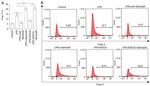 FOXP3 Antibody in Flow Cytometry (Flow)