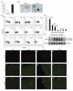 CD34 Antibody in Flow Cytometry (Flow)