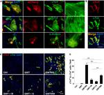 Cardiac Troponin T Antibody in Immunocytochemistry (ICC/IF)