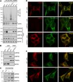 USP19 Antibody in Western Blot (WB)