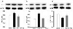 iNOS Antibody in Western Blot (WB)