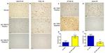 TOE1 Antibody in Immunohistochemistry (IHC)